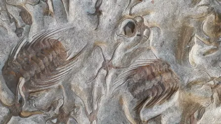 Restos de fósiles marinos (Marruecos, Ordovícico), incluyendo trilobites, estrellas de mar, ofiuras, entre otros.