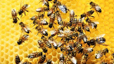 A closeup shot of a group of bees creating a honeybee full of delicious honey