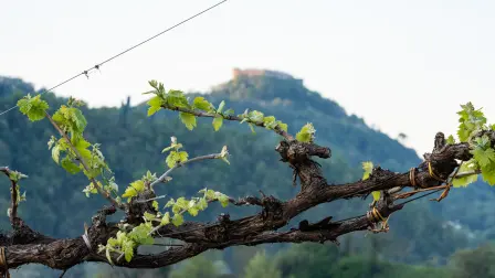 ¿Qué es Asolo Prosecco y por qué se considera el prosecco premium de Italia?