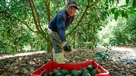 Producción de aguacate.