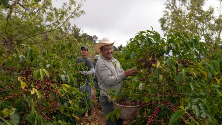 productores-cafe
