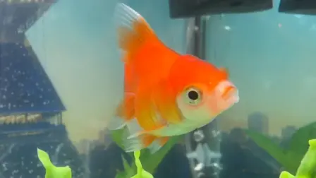 En Toronto, Canadá, un pez dorado llamado Oranda Goldfish Swimbappe se volvió viral por predecir diariamente los resultados del Mundial 2026. Su pecera, convertida en cancha de futbol, ya atrae a cientos de aficionados curiosos.