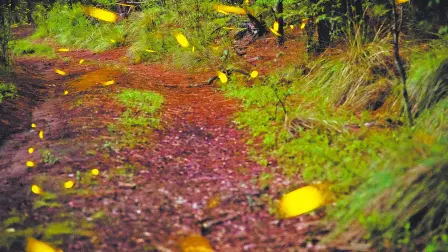 Luciérnagas, haciendas y comunidad revelan en Nanacamilpa una experiencia donde naturaleza y tradición iluminan el viaje.
