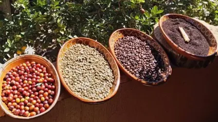 Etapas de elaboración del café.