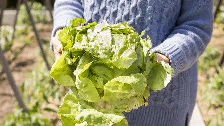 Granjas de lechuga