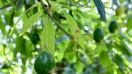 Aguacate de Jalisco