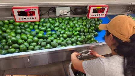 Aguacate de Morelos.