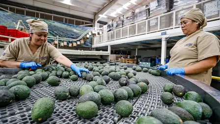 Estados Unidos suspendió este miércoles temporalmente las importaciones de aguacate desde Michoacán debido a una nueva alerta de seguridad para el estado.