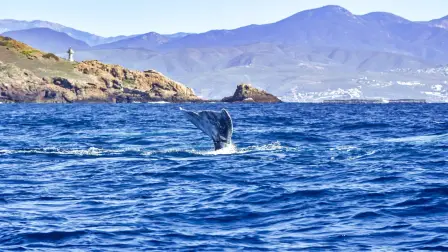 Avistamiento del tiburón ballena en Baja California
