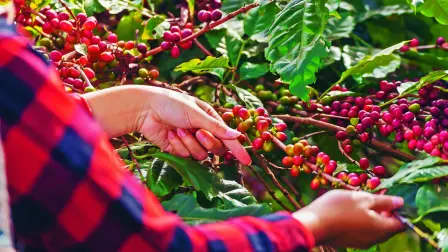 Las exportaciones de café colombiano se suspendieron temporalmente desde el puerto de Buenaventura, en el océano Pacífico, por inspecciones de la infraestructura de la terminal y bloqueos de la carretera de acceso, después del terremoto de 7,4 grados de magnitud, informó el miércoles el gerente de la Federación Nacional de Cafeteros, Germán Bahamón.