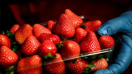 Producción de fresas.