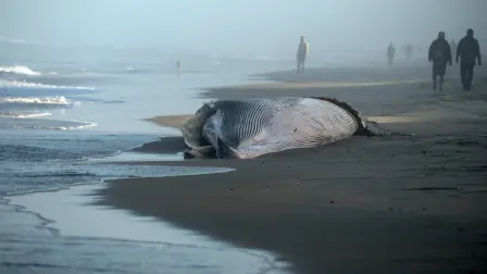 People walk next to the body of a dead whale stranded on the beach in Playas de Tijuana, Baja California state, Mexico, on August 25, 2026. (Photo by Guillermo Arias / AFP)