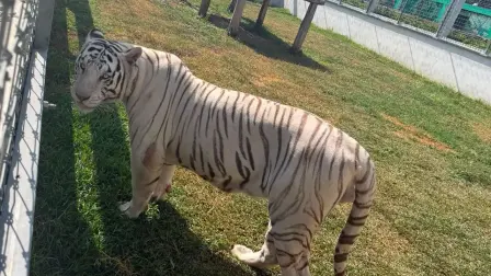 Autoridades aseguraron 135 animales exóticos, entre ellos tigres de Bengala, jaguares, hienas y leones africanos, durante un cateo en un rancho de Tamaulipas.