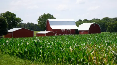 Campo de maíz en el municipio de Saline, Michigan.