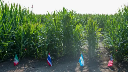 Bayer integra semillas, datos, biotecnología y herramientas digitales para elevar la productividad agrícola y reducir el uso de recursos naturales.