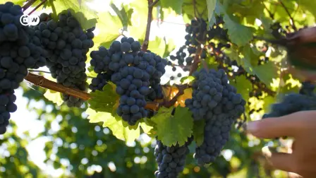El vino sin alcohol sigue siendo un producto de nicho, aunque está experimentando un rápido crecimiento. En Austria, una bodega familiar produce ya más vino sin alcohol que con alcohol.