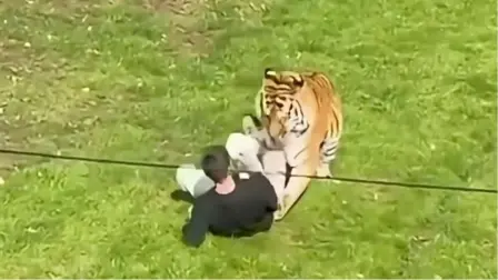 Hombre muere atacado por un tigre de zoológico