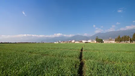 Día Mundial de la Alimentación 2026: innovación mexicana del campo a la mesa