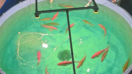 Producción. Los laboratorios para criaderos de peces albergan reproductores adultos de hasta 45 kilogramos. foto ee: viridiana díaz