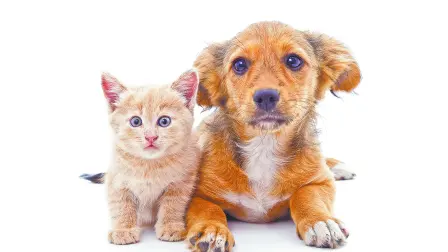 Cuidado integral de cachorros