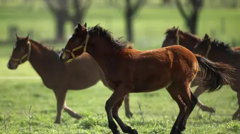 Los primeros caballos genéticamente editados del mundo, diseñados por Kheiron Biotech para alcanzar una velocidad excepcional.
