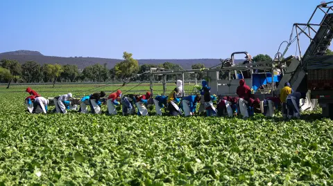 QUERETARO,QRO 05.05.14 COSECHA DE LECHUGA ROMANA.
