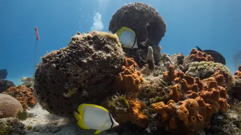 El coral es una especie sofisticada, pues combina elementos animales y vegetales e incluye un componente mineral.