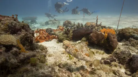 El calentamiento global y el turismo masivo son los principales enemigos del coral.