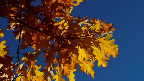 En la tercera estación del año, además de que las hojas de los árboles se tornan de color marrón, para después caer. La duración del día y noche es similar, la cual es llamada como equinoccio de otoño.