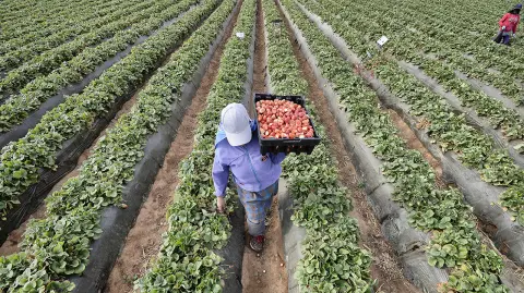 La Sader detalló que de las exportaciones agroalimentarias las hortalizas, frutas y bebidas representaron los principales grupos comercializados. Foto: AFP