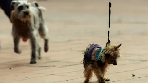 El ayuntamiento informó que la sanción será efectiva desde el 5 de Febrero y el arresto dependerá de la gravedad de la falta, ya sea por la cantidad de animales, el trato y el estado en que estos se encuentren. Foto: Notimex.