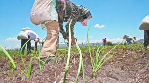 TRABAJADORES DEL CAMPO, SIEMBREA DE CEBOLLA. TRABAJADORES DE CELAYA SE TRASLADAN HASTA EL ESTADO DE QUERETARO PARA TRABAJAR EN LA SIEMBRA DE LA CEBOLLA. LA IMAGEN ES EN PEDRO ESCOBEDO QUERETARO