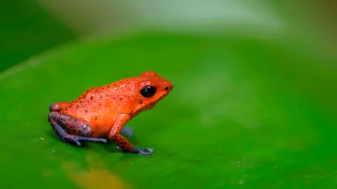 Una rana dardo que sabe que nadie la molestará nunca. Foto: Shutterstock