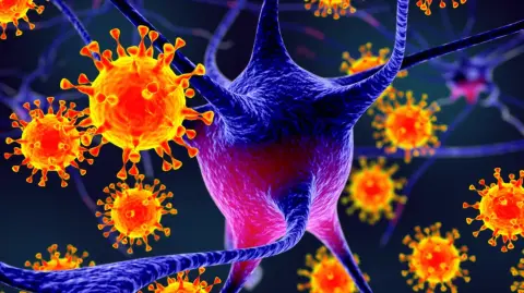 El virus Nipah es un patógeno zoonótico emergente que pertenece al género Henipavirus y a la familia Paramyxoviridae y que causa encefalitis febril grave. Foto: Shutterstock.