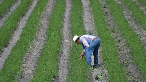 Se estima que 60% de los terrenos necesarios para el crecimiento de las ciudades está en manos de ejidos y comunidades agrarias. Foto: Especial.