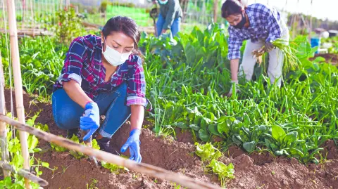 Del total de personas ocupadas en esta rama, 75.8% son mano de obra permanente. Foto: Shutterstock
