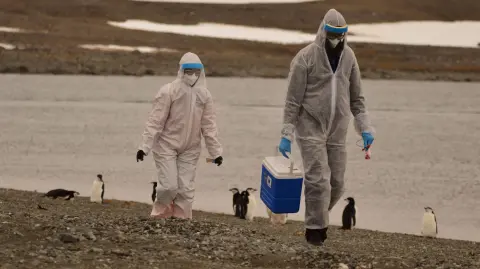 Científicos detectan Gripe Aviar en la Antártida. Foto: Reuters.