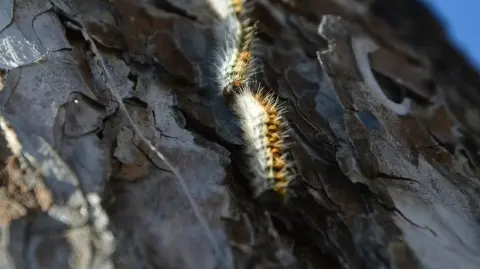  Orugas de procesionaria descendiendo por la corteza de un pino. Foto: Author provided