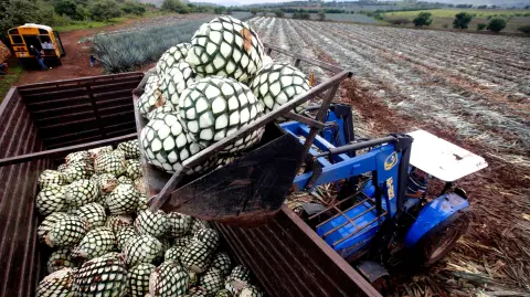 Cosecha de agave, para destilar y producir Tequila. Foto: AFP.