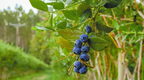Blueberry plantation with a blueberry in a leaf southern chile
