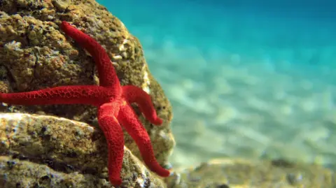 El Fondo de Áreas Protegidas de Bahamas gestionará los fondos de conservación generados por el acuerdo. Rothschild & Co asesoró al Gobierno de Bahamas.

Para más información del tema, visita: https://www.eleconomista.com.mx/internacionales/bahamas-y-bid-inician-proyecto-conversion-deuda-mejorar-conservacion-oceanos-20241122-735433.html

¡Síguenos en nuestras redes sociales para mantenerte informado!

Twitter: https://twitter.com/eleconomista 
Facebook: https://www.facebook.com/ElEconomista.mx
Instagram: https://www.instagram.com/eleconomistamx
LinkedIn: https://www.linkedin.com/company/el-economista/

#ElEconomista #EETV