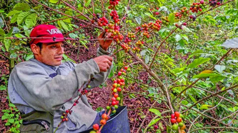 A man harvests coffee beans at the Venecia farm, in Chinchina, Caldas Department, Colombia, on November 29, 2024. Coffee workers express satisfaction as Colombia celebrates a record domestic coffee price of around $600 per 125-kilo bag, at a time when the arabica variety is at historic highs on international markets. (Photo by JJ BONILLA / AFP)