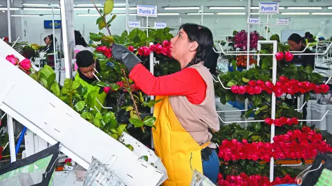 Casi 80% de las exportaciones floricultoras nacionales tiene como destino el mercado de EU, por lo que un arancel de 25% o 50% habría derivado en “consecuencias catastróficas”, señalaron desde la Asociación Colombiana de Exportadores de Flores.