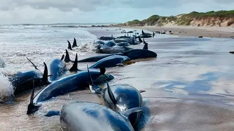 El departamento ambiental de Tasmania indicó que hasta la mañana del miércoles (tiempo local), 21 de los delfines murieron y 136 seguían con vida.