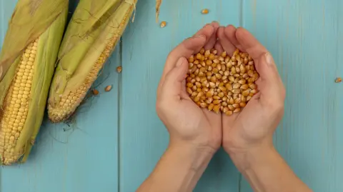 El dictamen será turnado a la Cámara de Senadores para su aprobación.

Para más información del tema, visita: https://www.eleconomista.com.mx/politica/diputados-aprueban-iniciativa-prohibir-cultivo-maiz-transgenico-fallo-t-mec-20250225-747934.html

¡Síguenos en nuestras redes sociales para mantenerte informado!

Twitter: https://twitter.com/eleconomista 
Facebook: https://www.facebook.com/ElEconomista.mx
Instagram: https://www.instagram.com/eleconomistamx
LinkedIn: https://www.linkedin.com/company/el-economista/

#ElEconomista #EETV