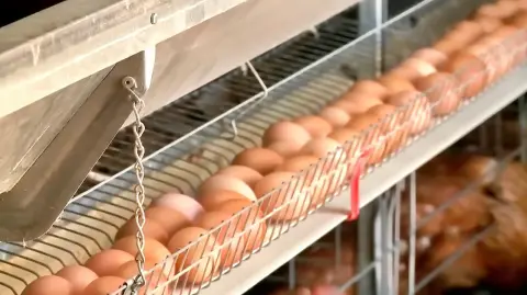 El precio de los huevos se disparó tras estallar múltiples brotes de gripe aviar en Estados Unidos, lo cual obligó a los agricultores a sacrificar al menos 30 millones de aves.

Para más información del tema, visita: https://www.eleconomista.com.mx/internacionales/estados-unidos-importa-huevos-corea-sur-turquia-frenar-alza-precios-gripe-aviar-20250321-751518.html

¡Síguenos en nuestras redes sociales para mantenerte informado!

Twitter: https://twitter.com/eleconomista 
Facebook: https://www.facebook.com/ElEconomista.mx
Instagram: https://www.instagram.com/eleconomistamx
LinkedIn: https://www.linkedin.com/company/el-economista/

#ElEconomista #EETV