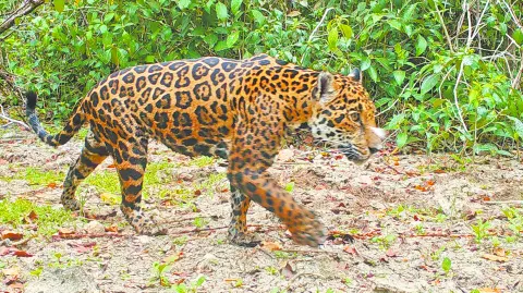 Descripción automática