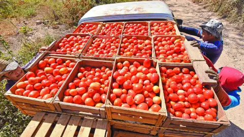 En 2024 México figuró entre los 10 países productores de jitomate.

Para más información del tema, visita: https://www.eleconomista.com.mx/economia/trump-pone-ojo-jitomate-mexicano-sube-arancel-20250420-755542.html 

¡Síguenos en nuestras redes sociales para mantenerte informado!

Twitter: https://twitter.com/eleconomista 
Facebook: https://www.facebook.com/ElEconomista.mx
Instagram: https://www.instagram.com/eleconomistamx
LinkedIn: https://www.linkedin.com/company/el-economista/

#ElEconomista #EETV