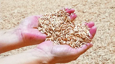 Descripción automática