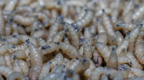 Foto: Servicio Nacional de Sanidad, Inocuidad y Calidad Agroalimentaria